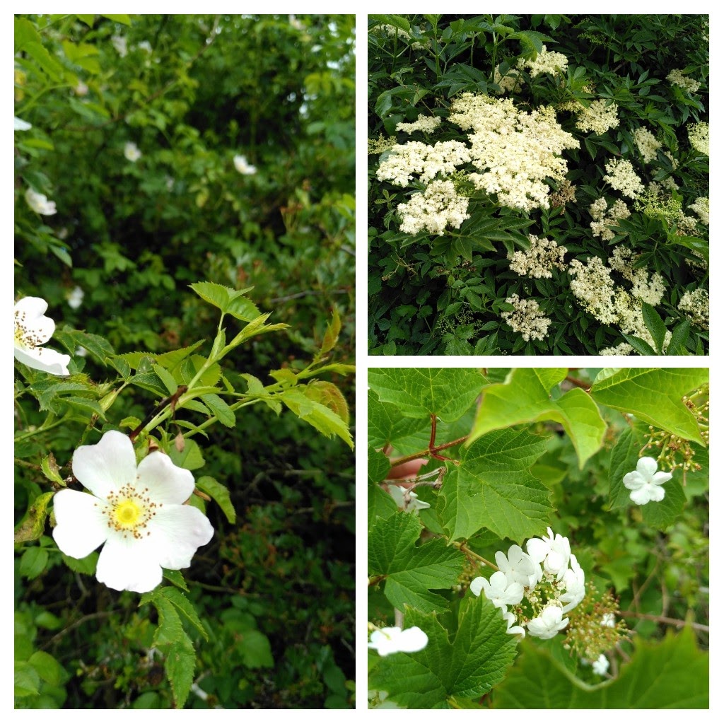 Native species we plant